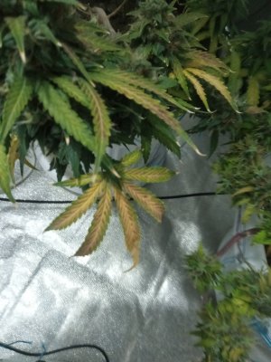 IMG_20220914_180635_3.jpg IMG_20220914_180635_3.jpg