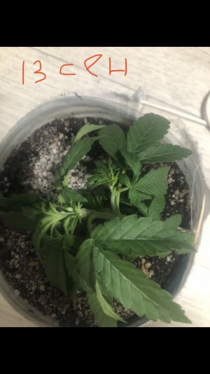 A67F7778-A596-42FB-8A85-60F9DE5397CD.jpeg A67F7778-A596-42FB-8A85-60F9DE5397CD.jpeg