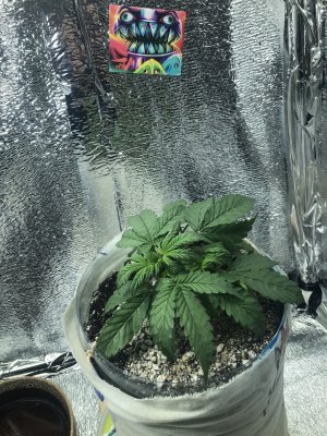 B25E1A37-83BF-491D-B6A6-D47D09B0B545.jpeg B25E1A37-83BF-491D-B6A6-D47D09B0B545.jpeg