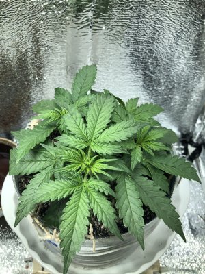 F0E67EC5-09CC-4DDC-974A-78CC80D97E44.jpeg F0E67EC5-09CC-4DDC-974A-78CC80D97E44.jpeg