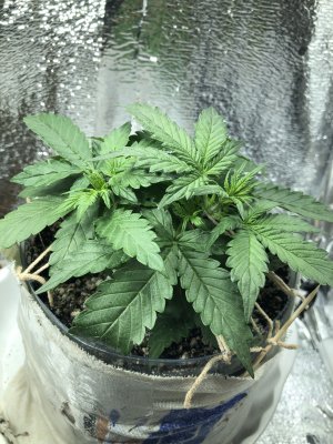 828F748E-7AF6-4DDC-921A-9DD32E755422.jpeg 828F748E-7AF6-4DDC-921A-9DD32E755422.jpeg