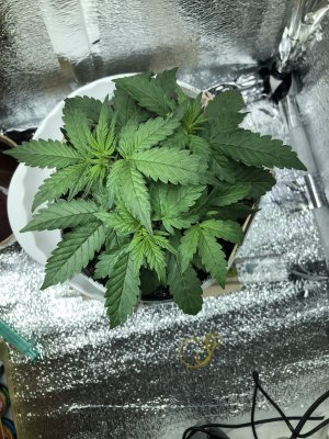 5496F433-AAA5-4B68-9DCB-81E347478DC0.jpeg 5496F433-AAA5-4B68-9DCB-81E347478DC0.jpeg