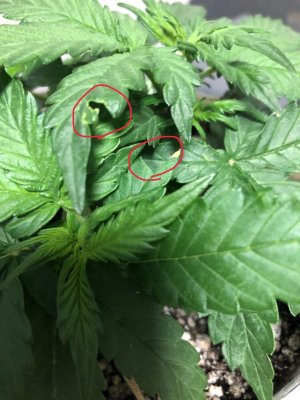 59A8F596-BA98-43E1-BE42-87E664A514BA.jpeg 59A8F596-BA98-43E1-BE42-87E664A514BA.jpeg