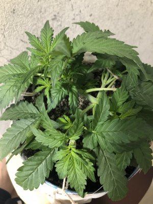 85059E21-5E3A-4F92-879F-74B641F1C299.jpeg 85059E21-5E3A-4F92-879F-74B641F1C299.jpeg