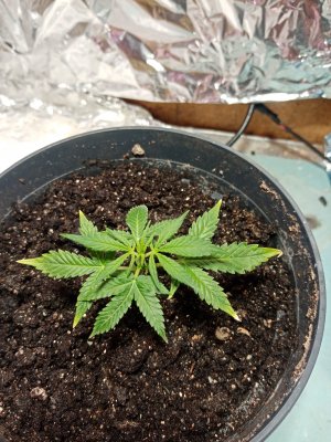 IMG_20220920_103421.jpg IMG_20220920_103421.jpg