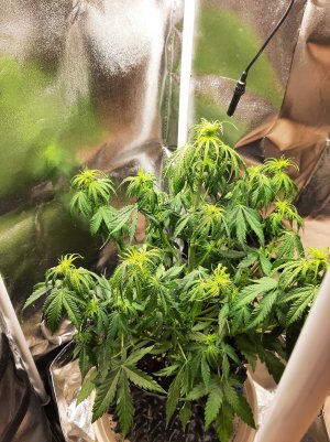 2 - Copy.jpg 2 - Copy.jpg