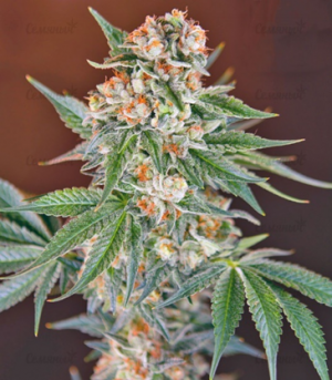 1663864869293.png 1663864869293.png