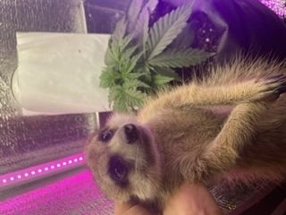 DEE04F3A-2950-46F5-91AC-F6FA23FF5F0F.jpeg DEE04F3A-2950-46F5-91AC-F6FA23FF5F0F.jpeg