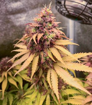 gorilla-auto-fem-Semyanich7__2Mb8aGfpz9hlVTs9.jpeg gorilla-auto-fem-Semyanich7__2Mb8aGfpz9hlVTs9.jpeg