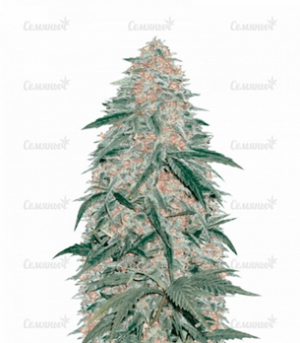 1663922547173.png 1663922547173.png