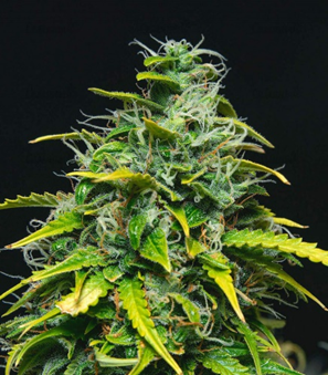 1663922557405.png 1663922557405.png