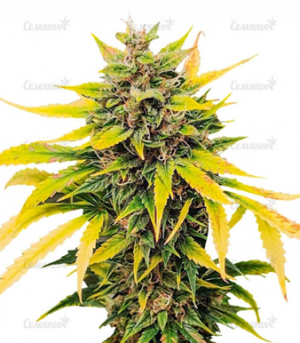 1663922563274.png 1663922563274.png