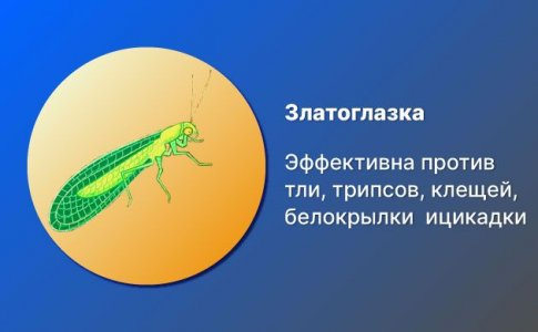 Златоглазка Златоглазка