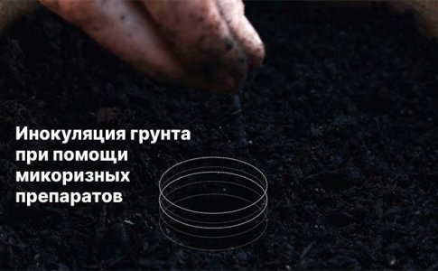 Внесение микоризы в грунт Внесение микоризы в грунт