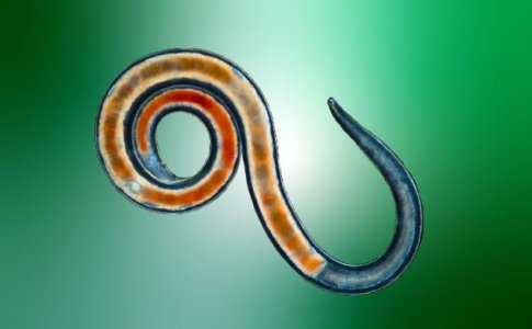 Нематоды – друзья или враги конопли? Нематоды – друзья или враги конопли?