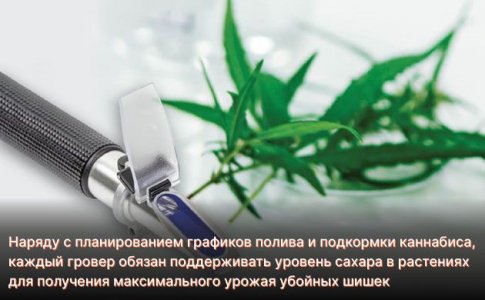 Что такое сахар для каннабиса Что такое сахар для каннабиса