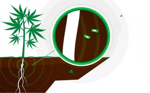 Как ризобактерии влияют на рост конопли Как ризобактерии влияют на рост конопли