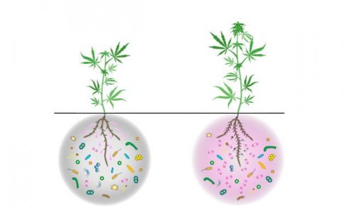 Что такое ризобактерии Что такое ризобактерии