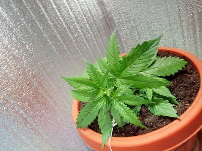 21 день LST2.jpg