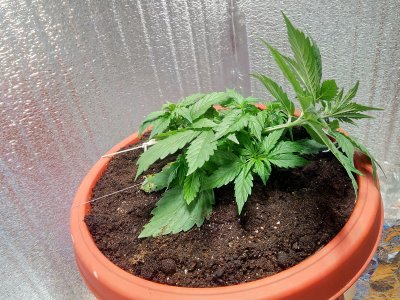 22 день LST2.jpg