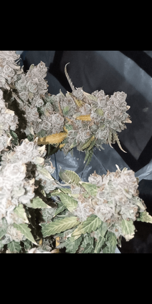 Screenshot_20221005-084058.png Screenshot_20221005-084058.png