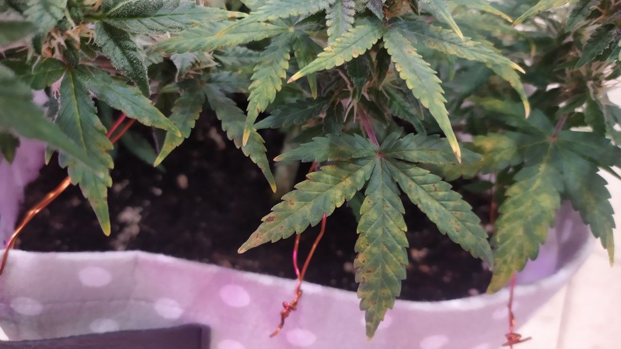 photo_2022-10-05_14-19-58.jpg photo_2022-10-05_14-19-58.jpg