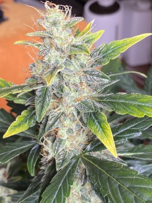 IMG_3685.jpeg IMG_3685.jpeg