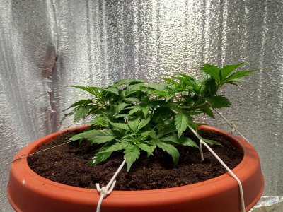 25 день LST1.jpg