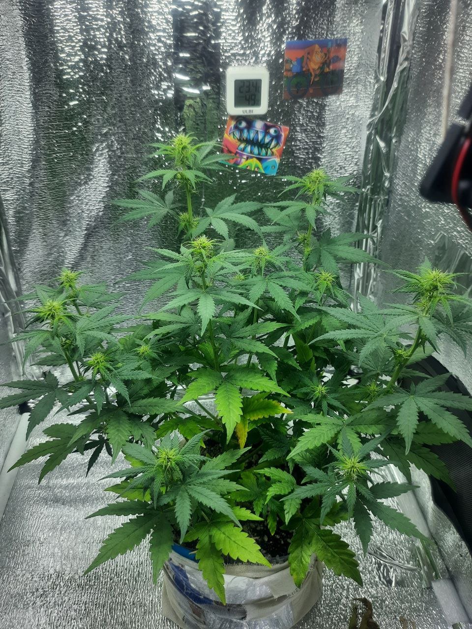 EAD2A5A5-8DC4-4D11-932D-AD150EF31099.jpeg EAD2A5A5-8DC4-4D11-932D-AD150EF31099.jpeg