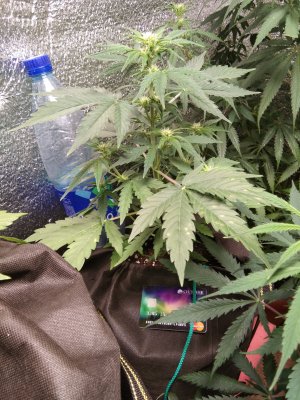 IMG_20221006_175444.jpg IMG_20221006_175444.jpg