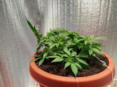 27 день LST1.jpg