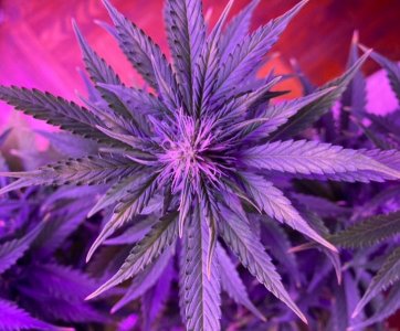 96CDD0F9-1942-4CFB-A111-E087520FE7C0.jpeg 96CDD0F9-1942-4CFB-A111-E087520FE7C0.jpeg