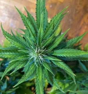 1A462E57-0766-43ED-B231-096EDB6AFFA0.jpeg 1A462E57-0766-43ED-B231-096EDB6AFFA0.jpeg