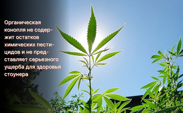 Какова альтернатива пестицидам при выращивании конопли? Какова альтернатива пестицидам при выращивании конопли?