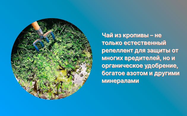 Борьба с вредителями конопли: чайная смесь из крапивы
