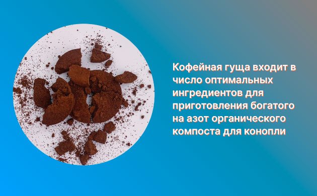 Повышение урожайности конопли: кофейная гуща