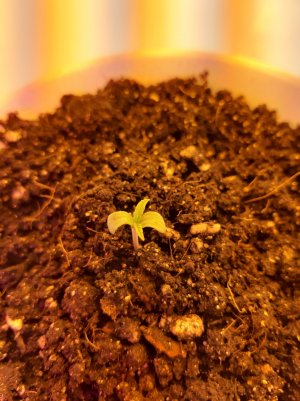 20221011_094615.jpg 20221011_094615.jpg