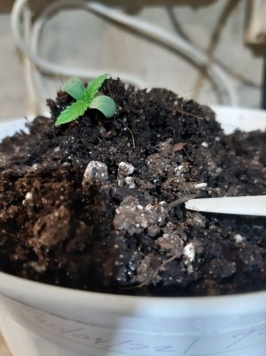 20221011_103424.jpg 20221011_103424.jpg