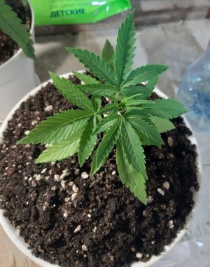 20221012_124906.jpg 20221012_124906.jpg