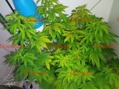 883-wm-41698.5_watermarked.jpg 883-wm-41698.5_watermarked.jpg