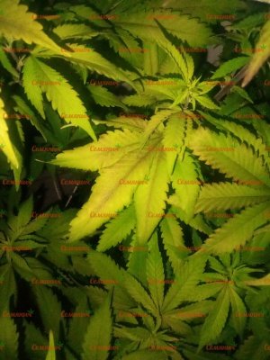 897-wm-45651.79999998212_watermarked.jpg 897-wm-45651.79999998212_watermarked.jpg