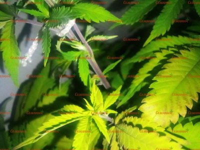 898-wm-44887.09999999404_watermarked.jpg 898-wm-44887.09999999404_watermarked.jpg