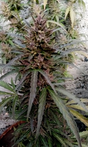 бочка3.jpg бочка3.jpg