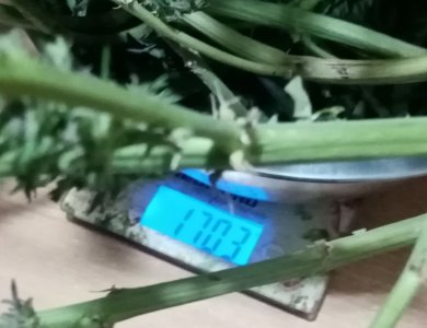 вес бочки сырком.jpg вес бочки сырком.jpg