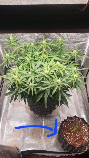 20220907_192739.jpg 20220907_192739.jpg