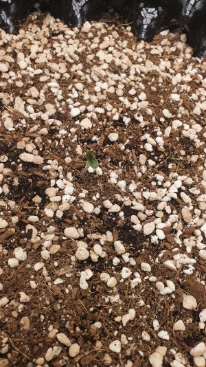 20220919_081559.jpg 20220919_081559.jpg