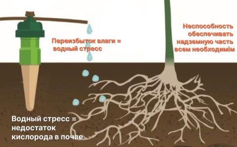 Водный стресс конопли Водный стресс конопли
