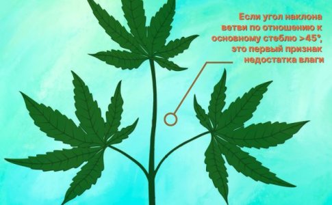 Недостаток влаги Недостаток влаги