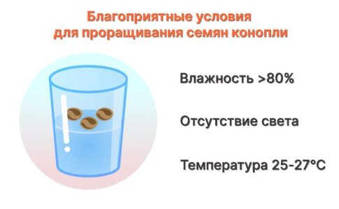Неправильные условия проращивания семян конопли