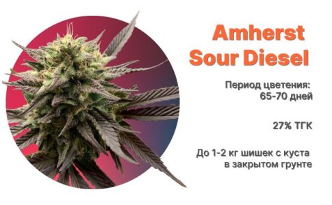 Amherst Sour Diesel